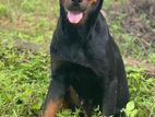 Rottweiler Female Dog