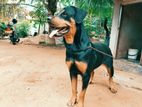 Rottweiler Female Dog