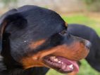 Rottweiler Female Dogs