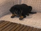 Rottweiler Female Puppies