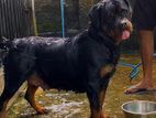 Rottweiler Female Double Side Dog