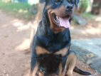 Rottweiler Female