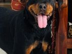 Rottweiler Female Dog