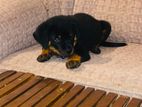 Rottweiler female
