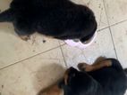 Rottweiler female