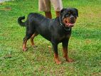 Rottweiler Female Dog