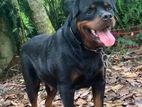 Rottweiler Female Dog
