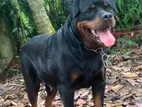 Rottweiler Female Dog