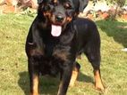 Rottweiler Female