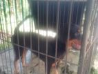 Rottweiler Female