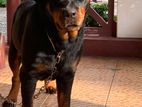 Rottweiler Female