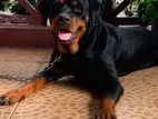 Rottweiler Female