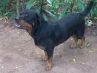 Rottweiler Female Dog