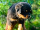 Rottweiler (Female)