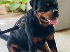 Rottweiler Female Dog