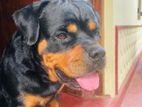Rottweiler Female Dog
