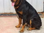 Rottweiler Female Dog