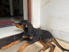 Rottweiler Female