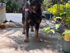 Rottweiler Female