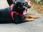 rottweiler female