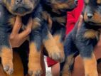 Rottweiler Female
