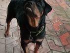 Rottweiler Female Dog