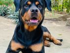 Rottweiler Female Dog