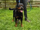 Rottweiler Female Dog