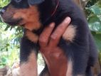 Rottweiler Female Dog