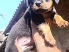 Rottweiler Female Puppy