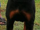 Rottweiler Female