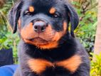 Rottweiler Female Puppy
