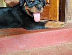 Rottweiler female Pappy