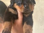 Rottweiler Female Puppies