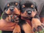 Rottweiler Female Puppies