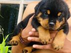 Rottweiler Female Puppies