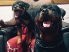 Rottweiler Female Puppies