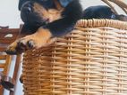 Rottweiler Female Puppies