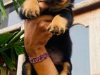 Rottweiler Female Puppies