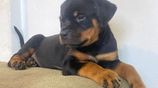 Rottweiler Female Puppies