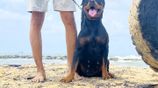 Rottweiler Female Puppies