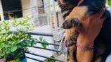 Rottweiler Female Puppies