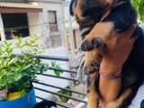 Rottweiler Female Puppies