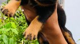 Rottweiler Female Puppies