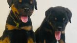 Rottweiler Female Puppies