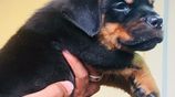 Rottweiler Female Puppies