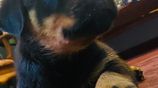 Rottweiler Female Puppies