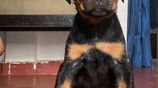 Rottweiler Female Puppies