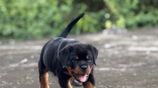 Rottweiler Female Puppies