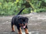 Rottweiler Female Puppies